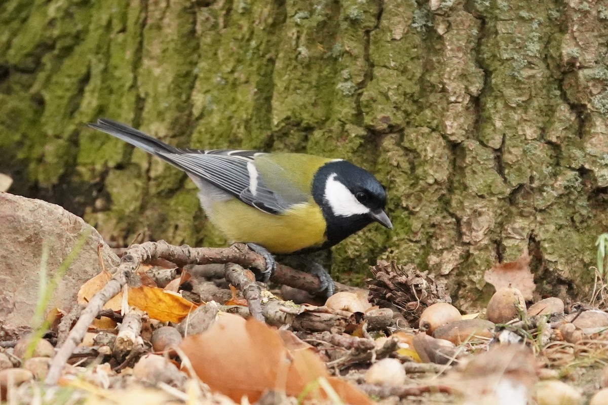 kjøttmeis - ML644512591