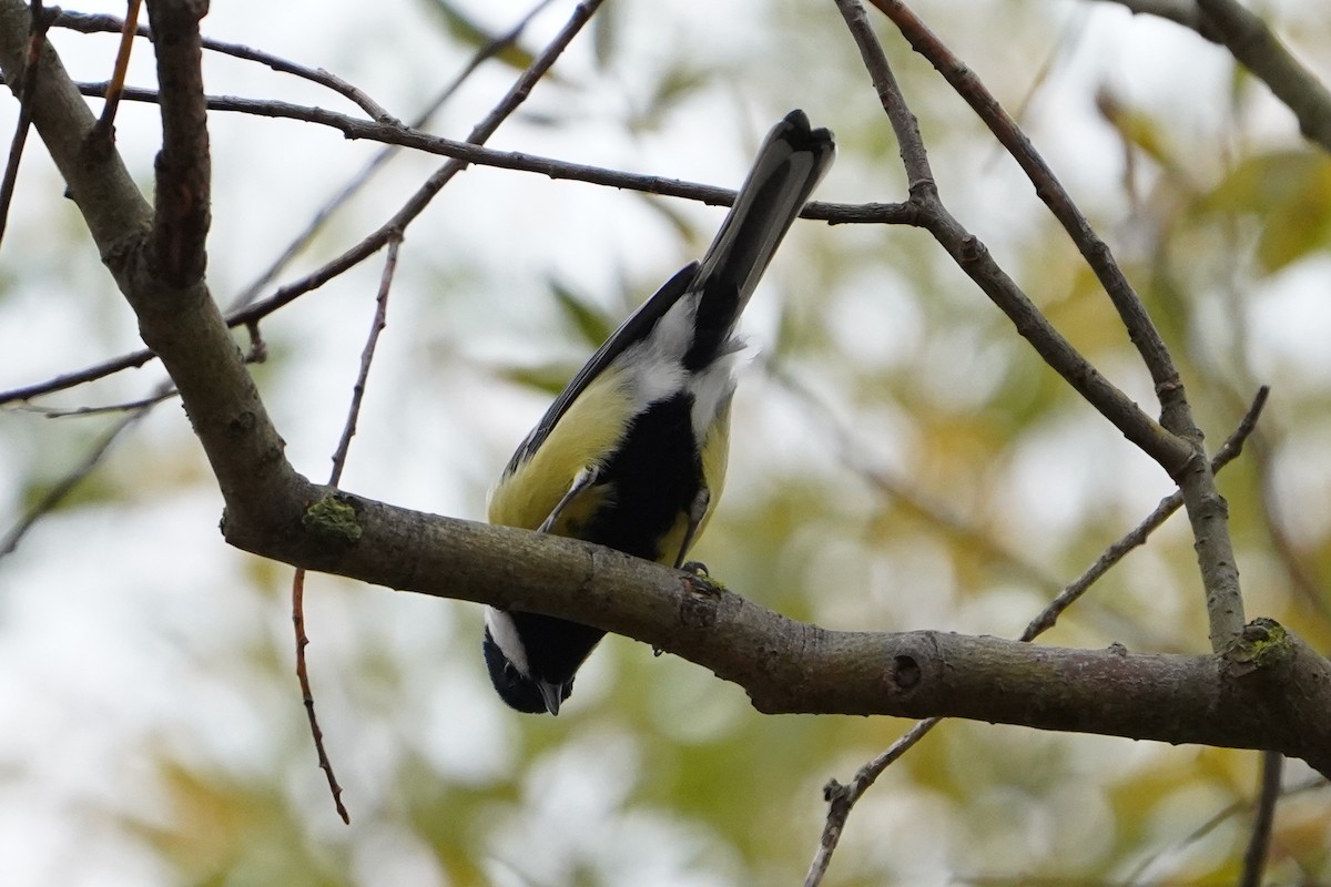 kjøttmeis - ML644512592