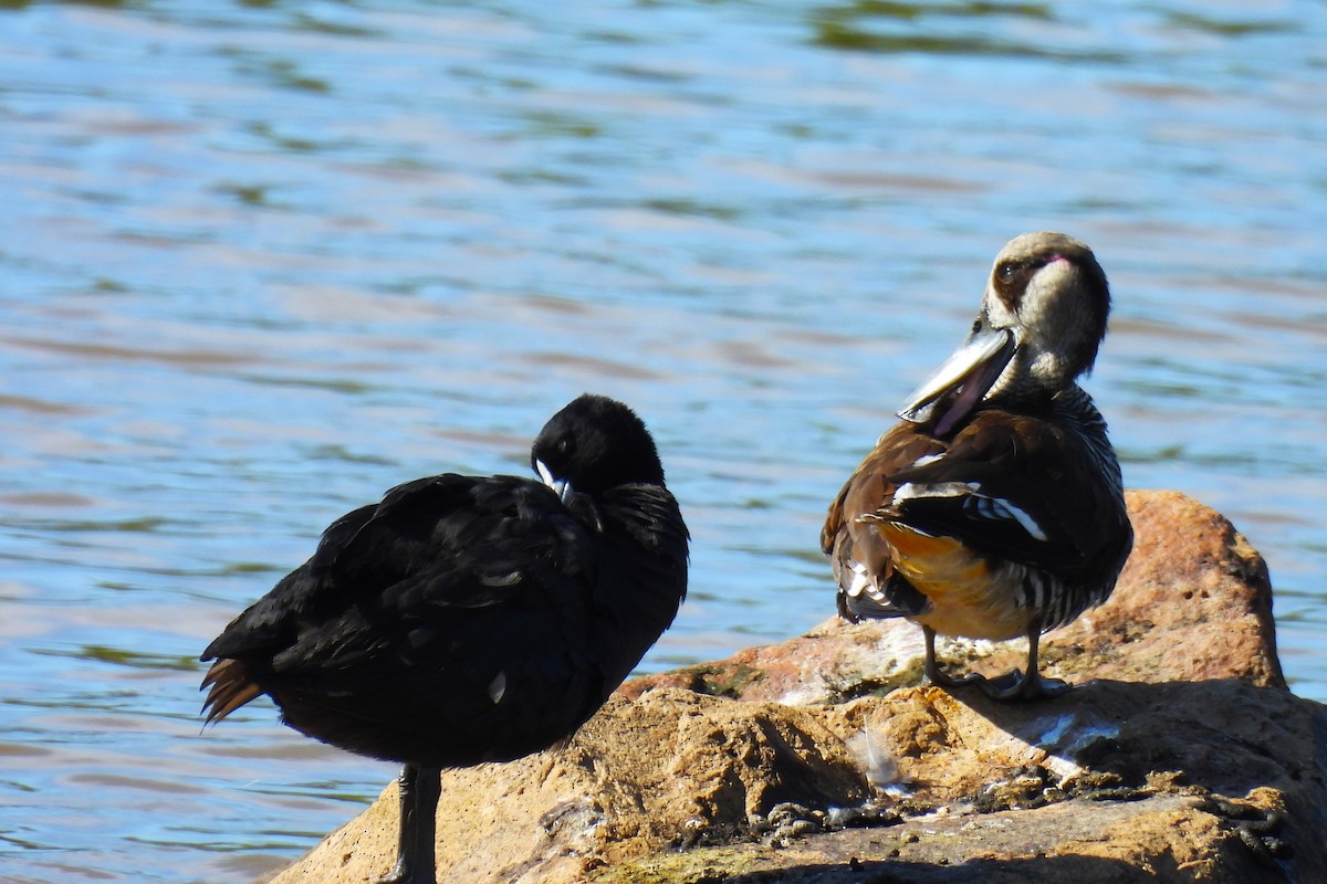 leppeand - ML644512593