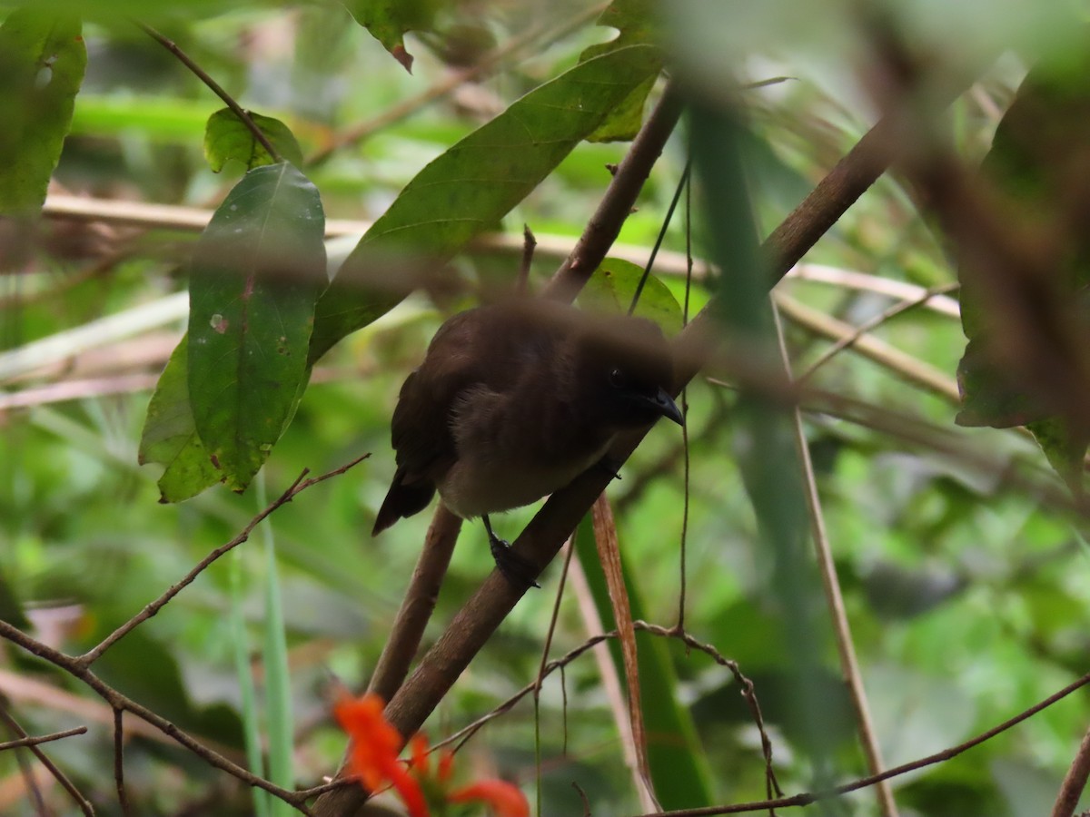 hagebylbyl - ML644512594