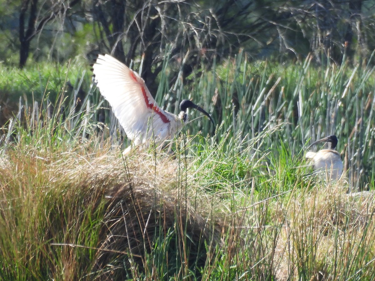 australibis - ML644512595