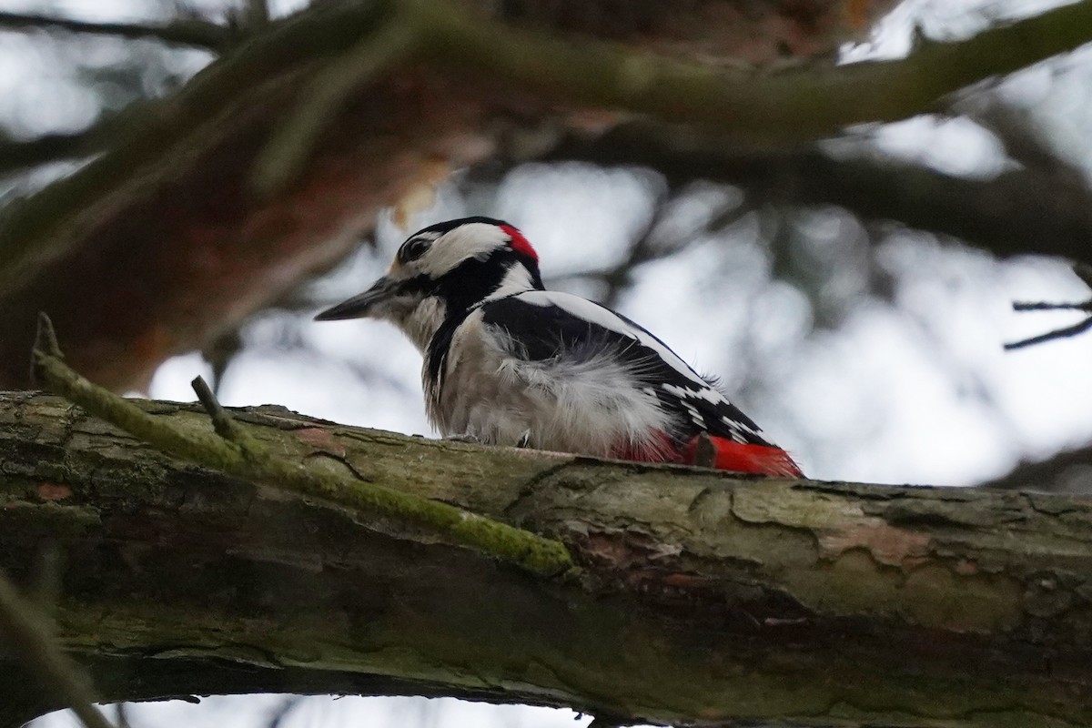 flaggspett - ML644512596