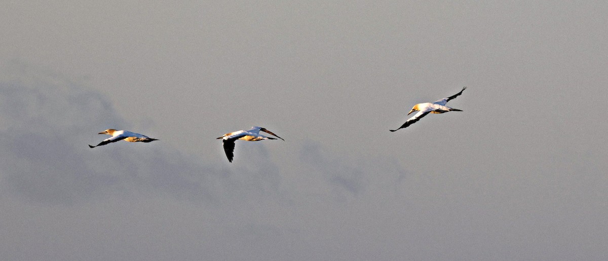 australsule - ML644512597