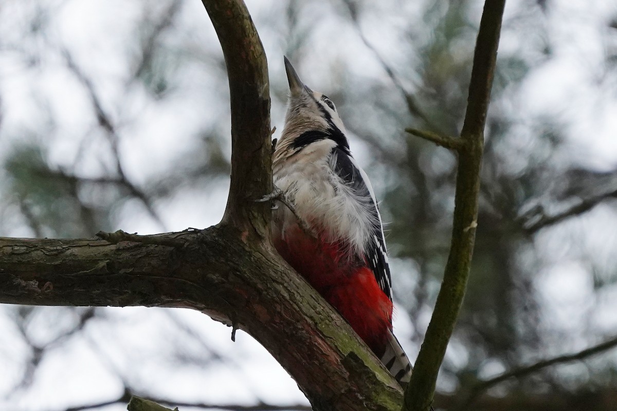 flaggspett - ML644512598