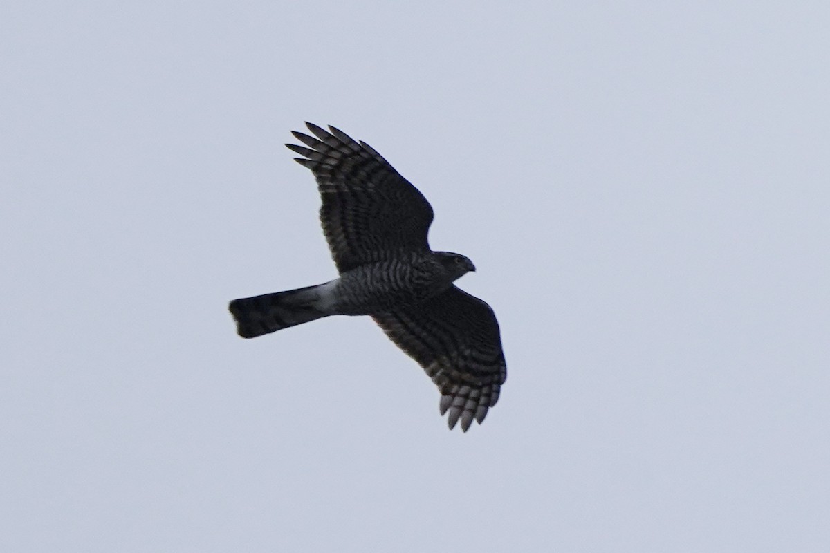 spurvehauk - ML644512599