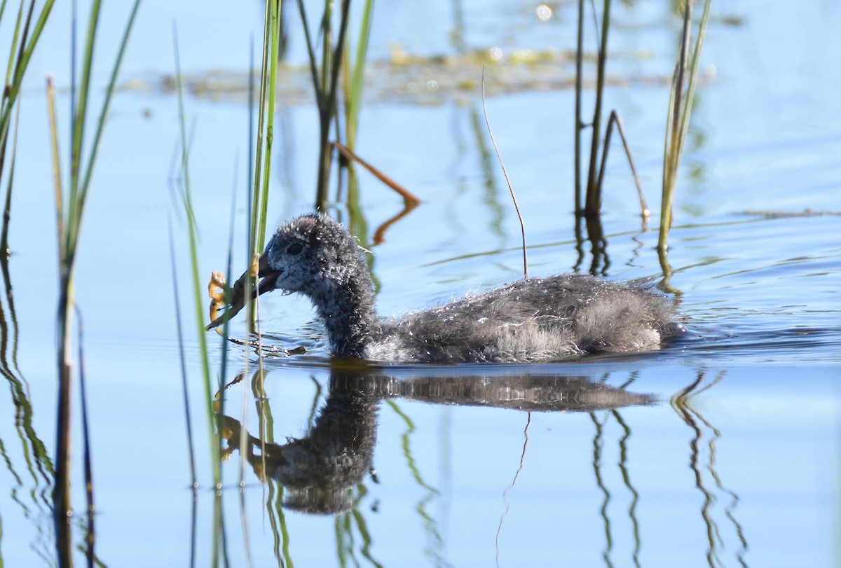 knoppsothøne - ML644512600