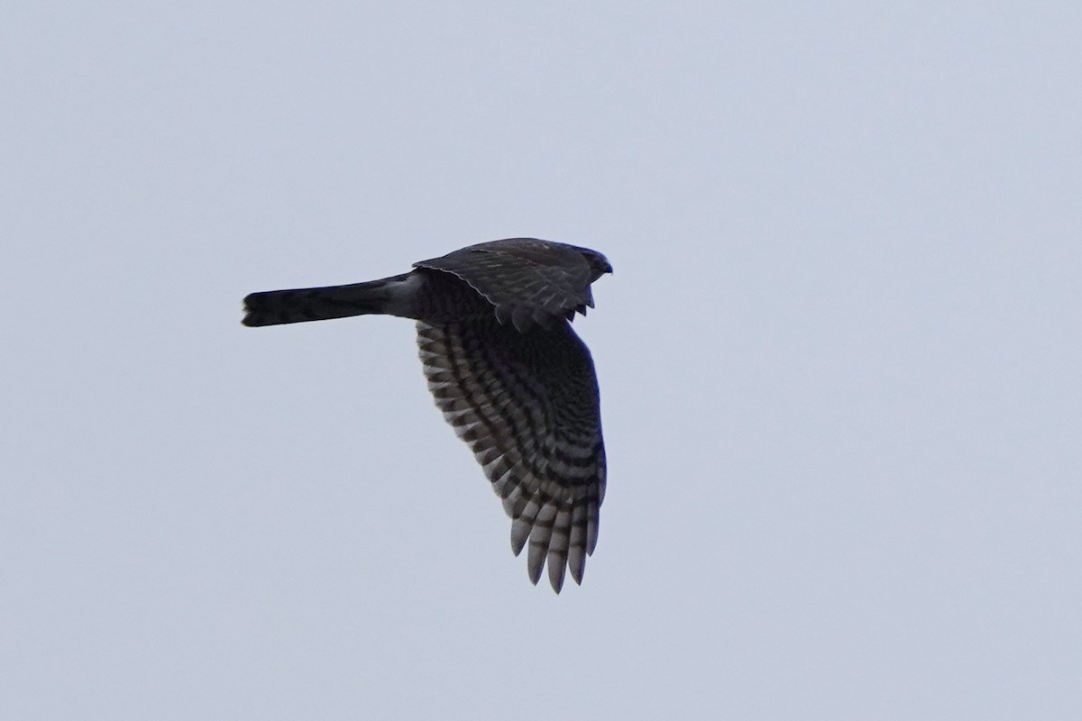 spurvehauk - ML644512601