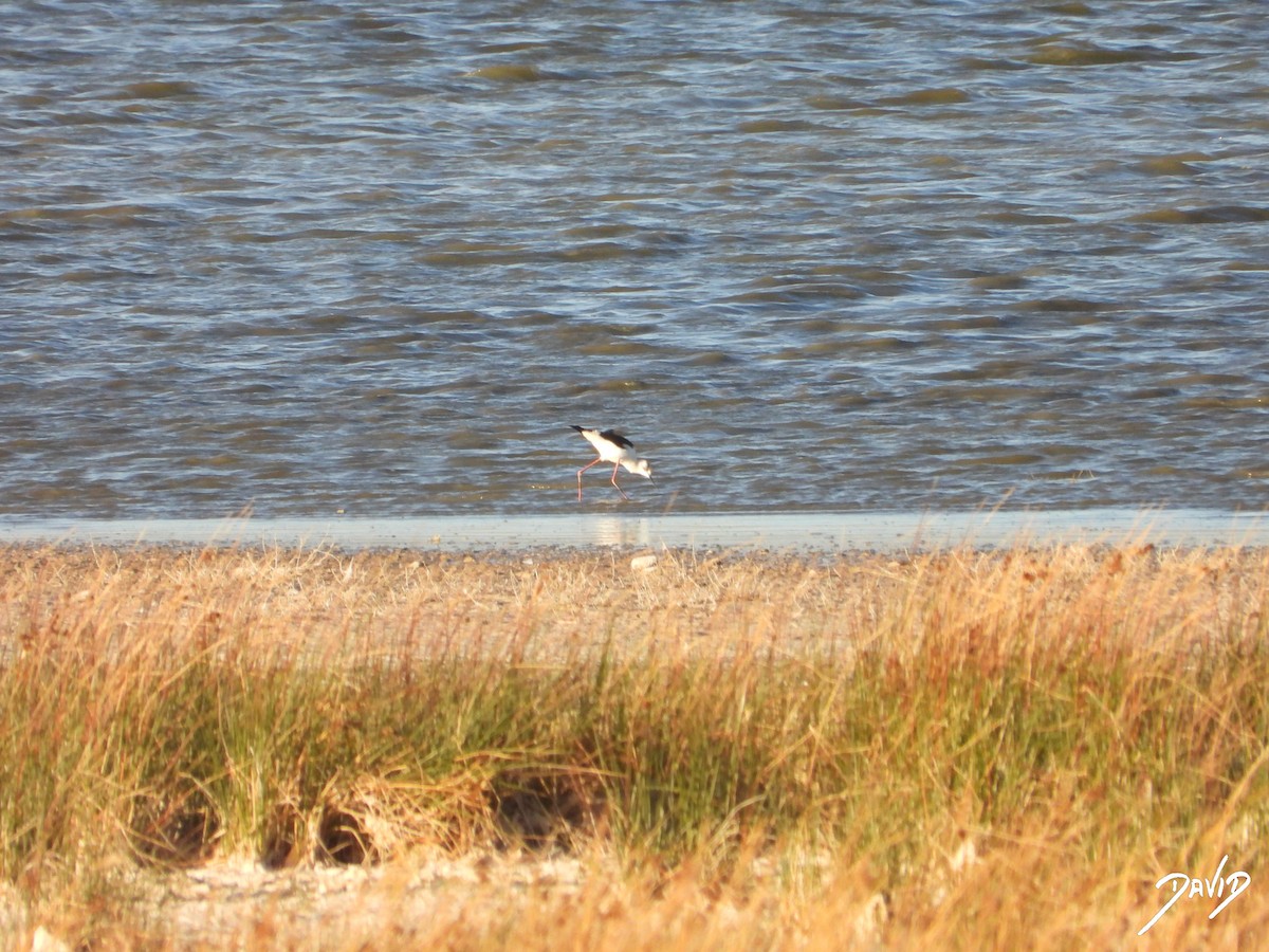 stylteløper - ML644512602