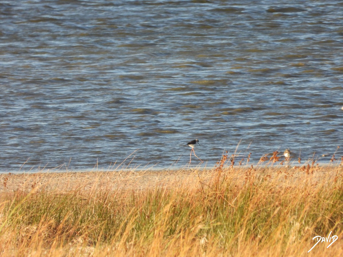 stylteløper - ML644512603