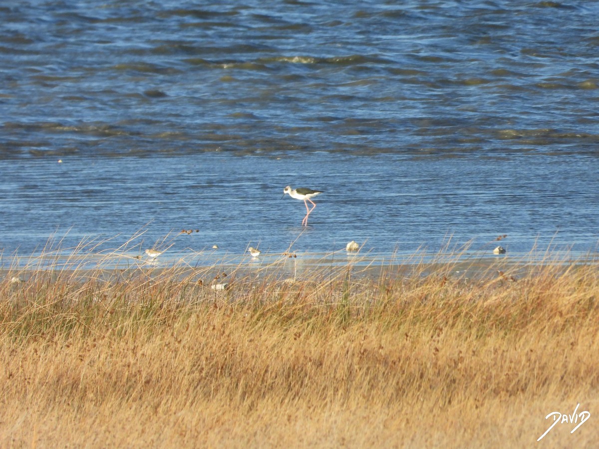 stylteløper - ML644512604