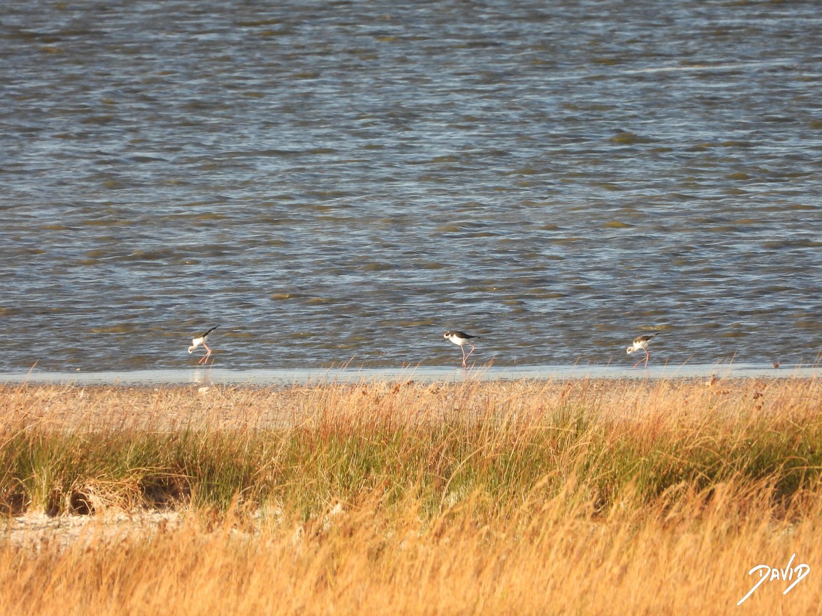 stylteløper - ML644512605