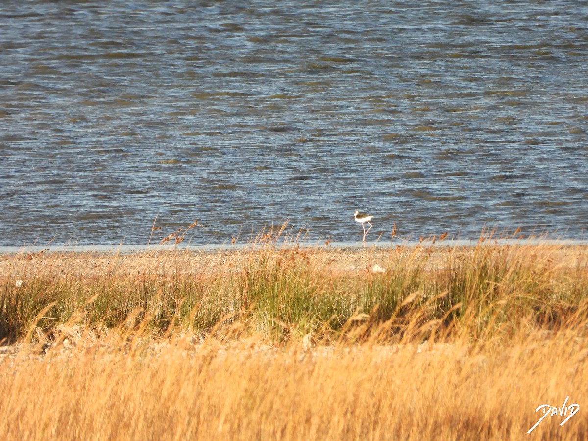 stylteløper - ML644512606