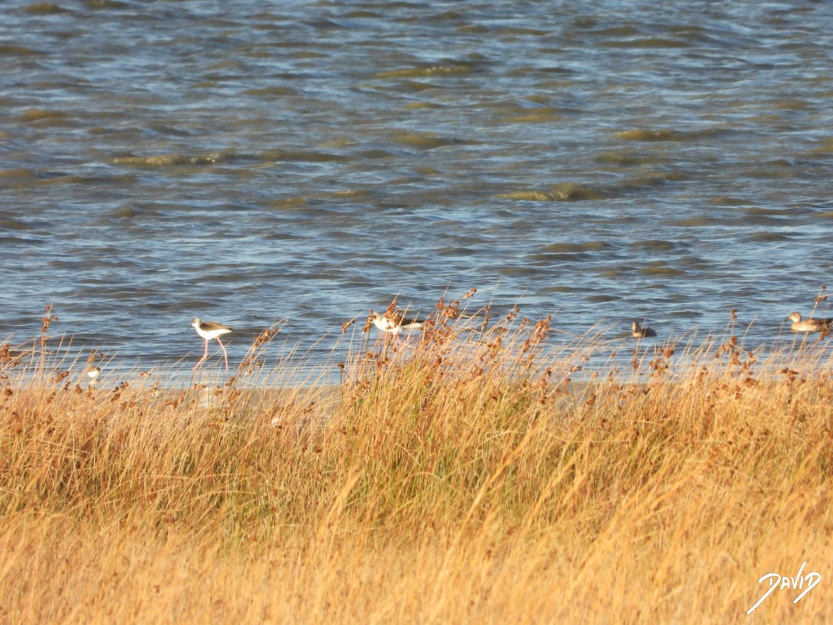 stylteløper - ML644512607