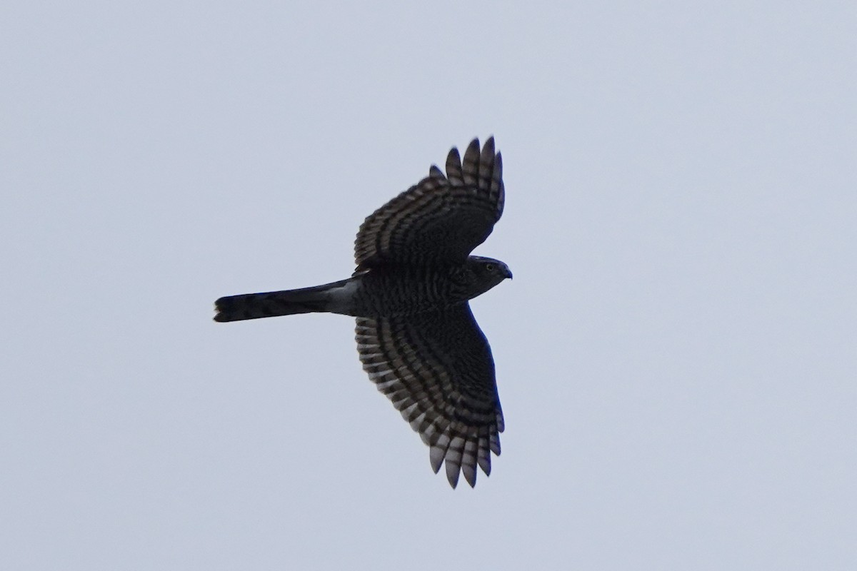 spurvehauk - ML644512608