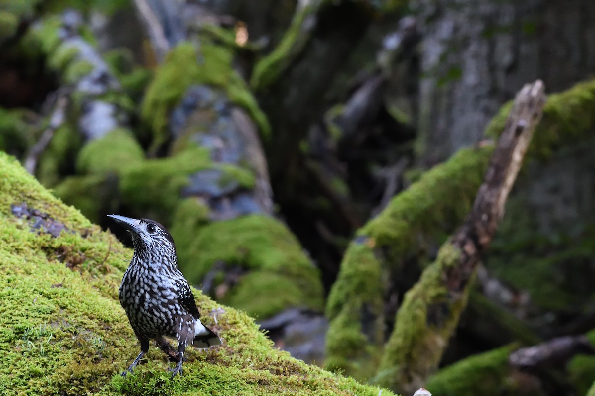 nøttekråke - ML644512609