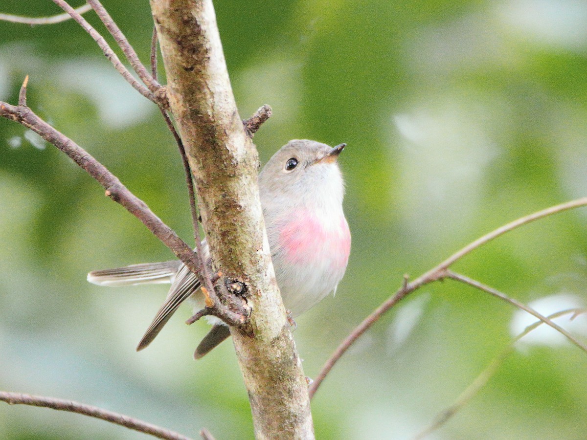 rosenflueskvett - ML644512610