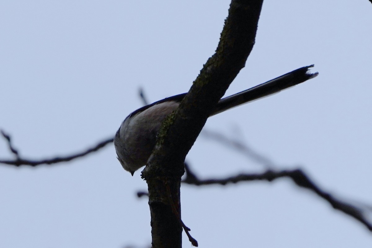 stjertmeis - ML644512611