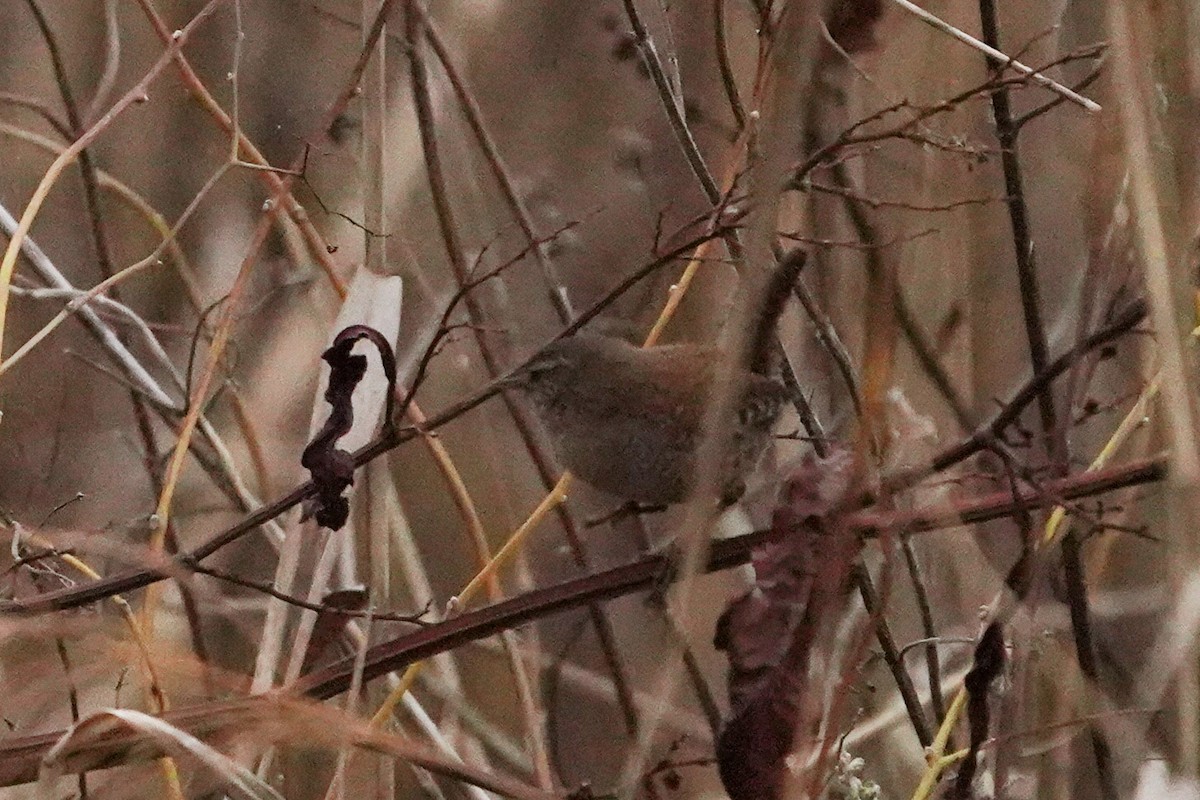 gjerdesmett - ML644512612