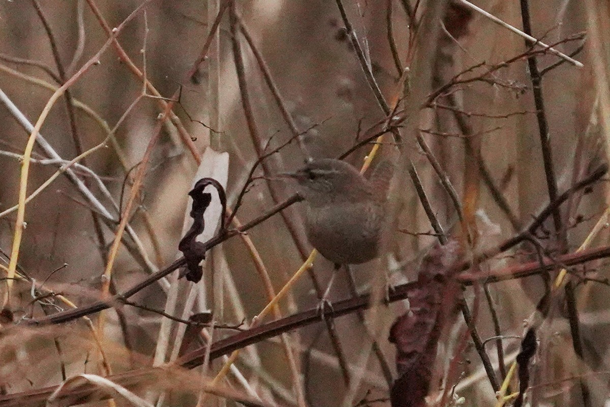 gjerdesmett - ML644512613