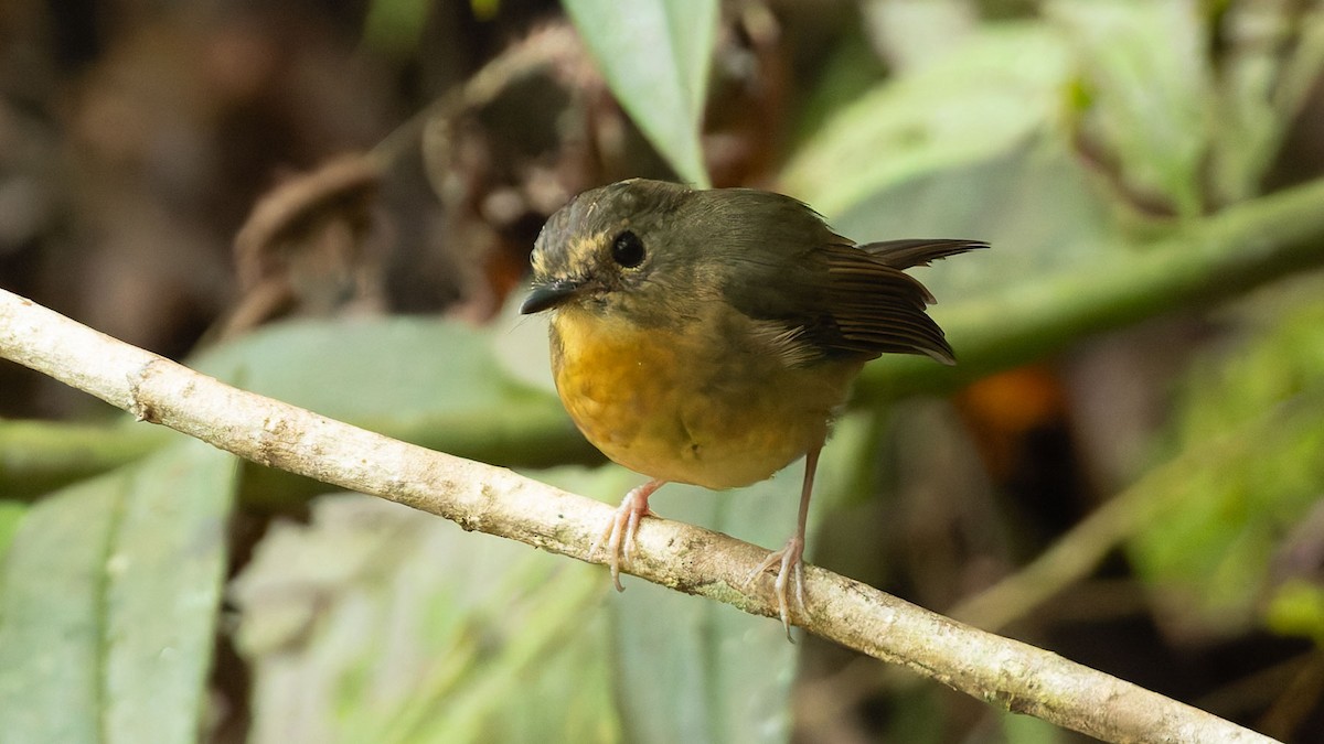 Snowy-browed Flycatcher - ML644512615