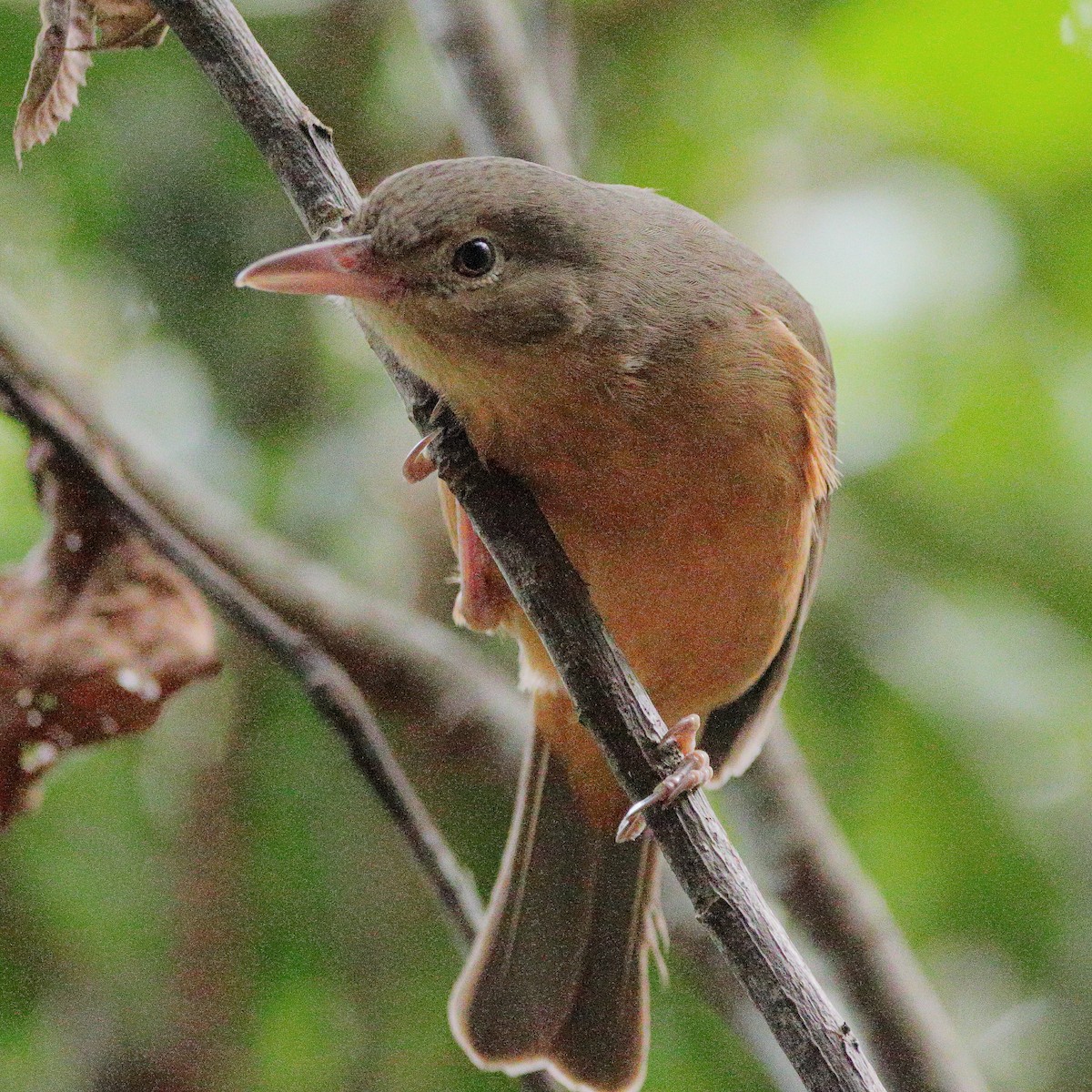 løvplystrer (rufogaster gr.) - ML644512616
