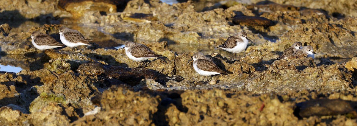 rødstrupesnipe - ML644512618