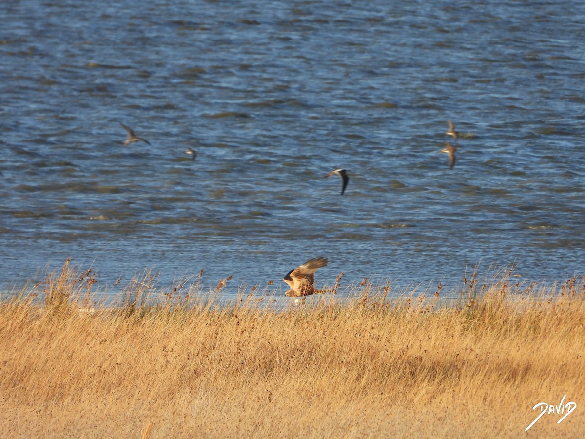 西方澤鵟 - ML644512619