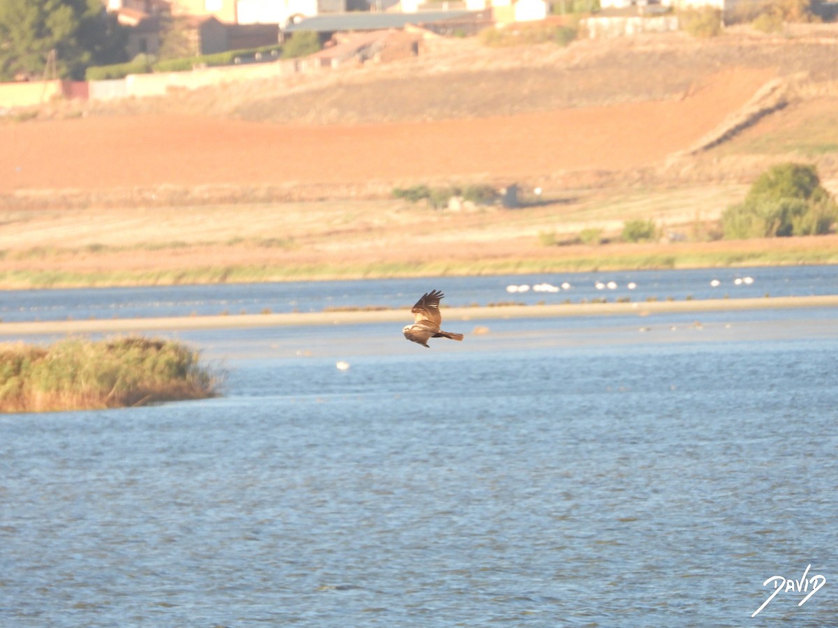 西方澤鵟 - ML644512620