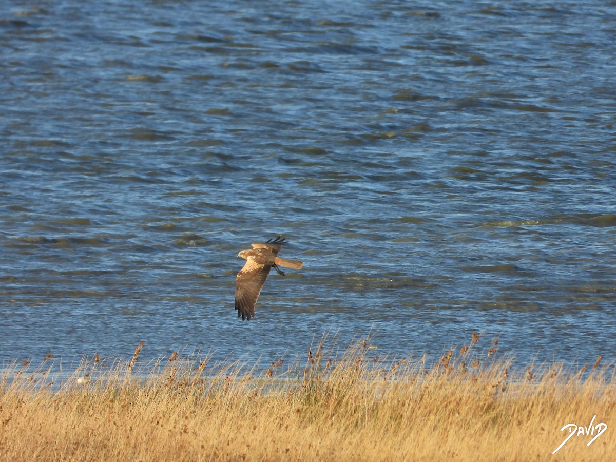 sivhauk - ML644512621