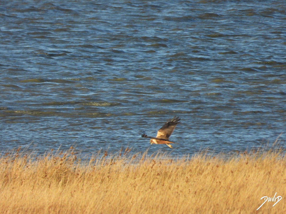 sivhauk - ML644512622