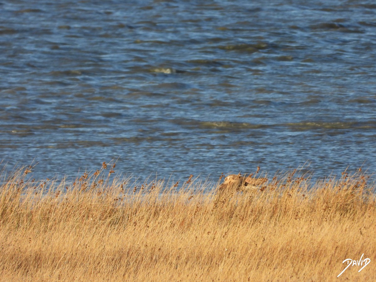 sivhauk - ML644512623