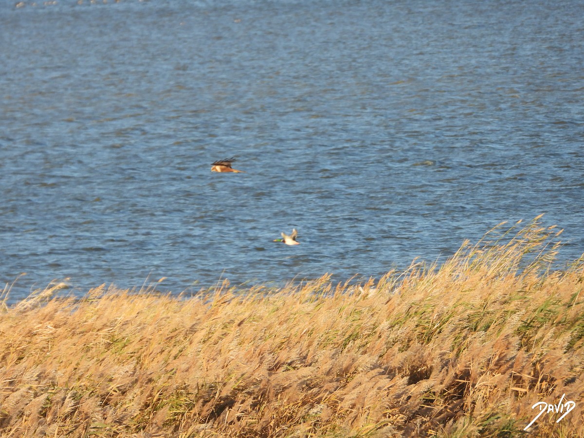 西方澤鵟 - ML644512624