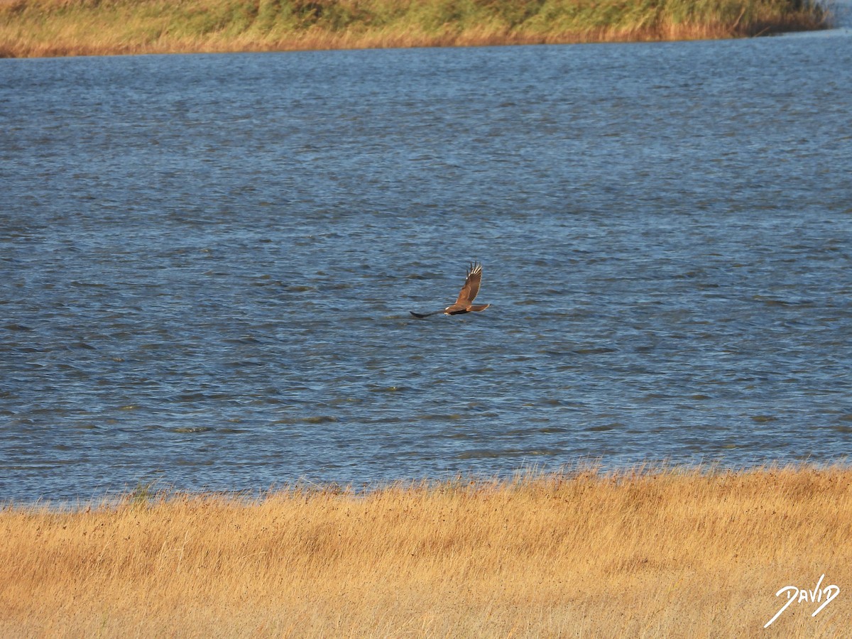 sivhauk - ML644512625