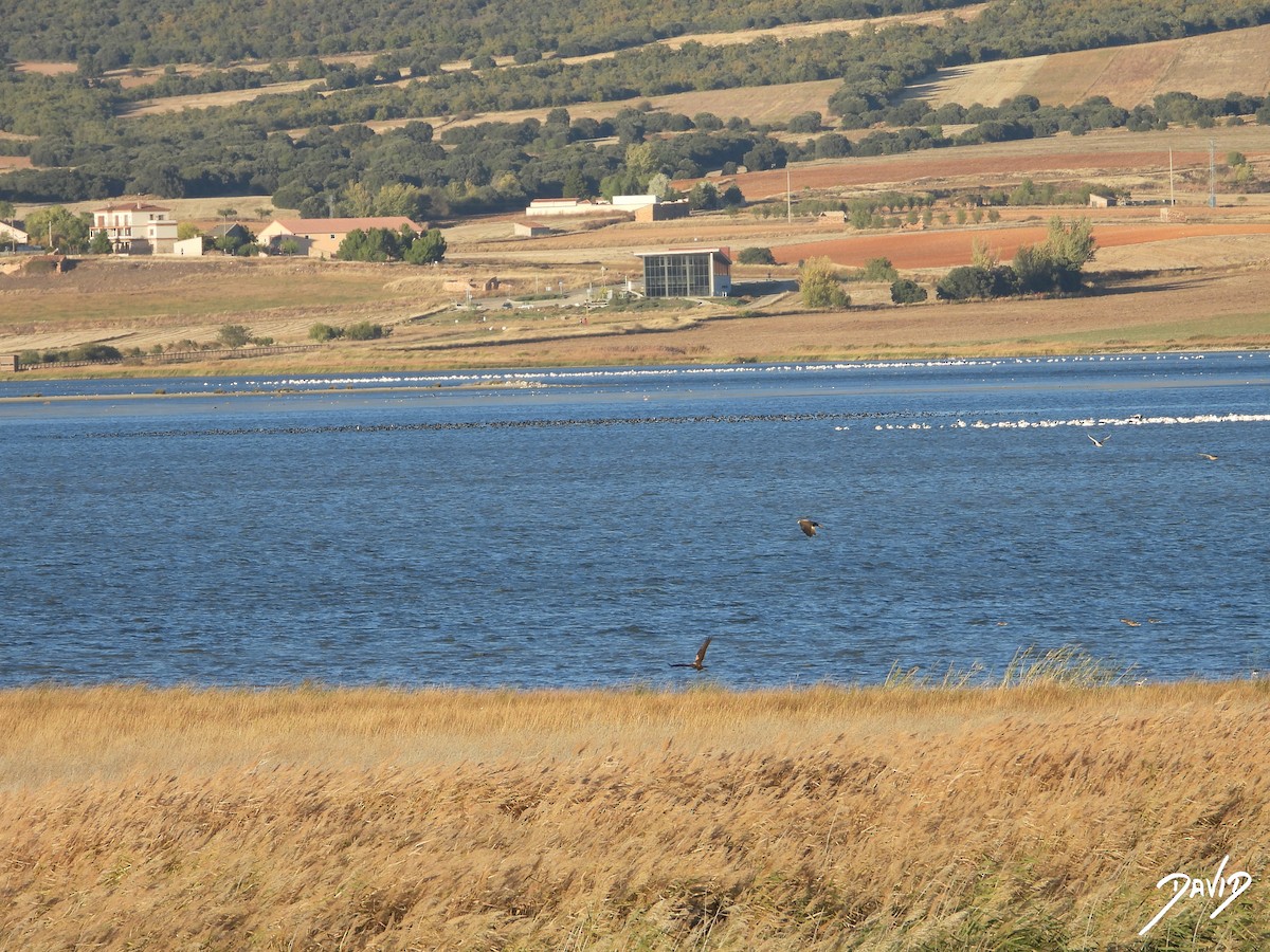 sivhauk - ML644512626