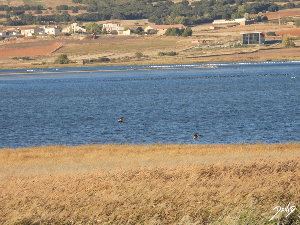 西方澤鵟 - ML644512627