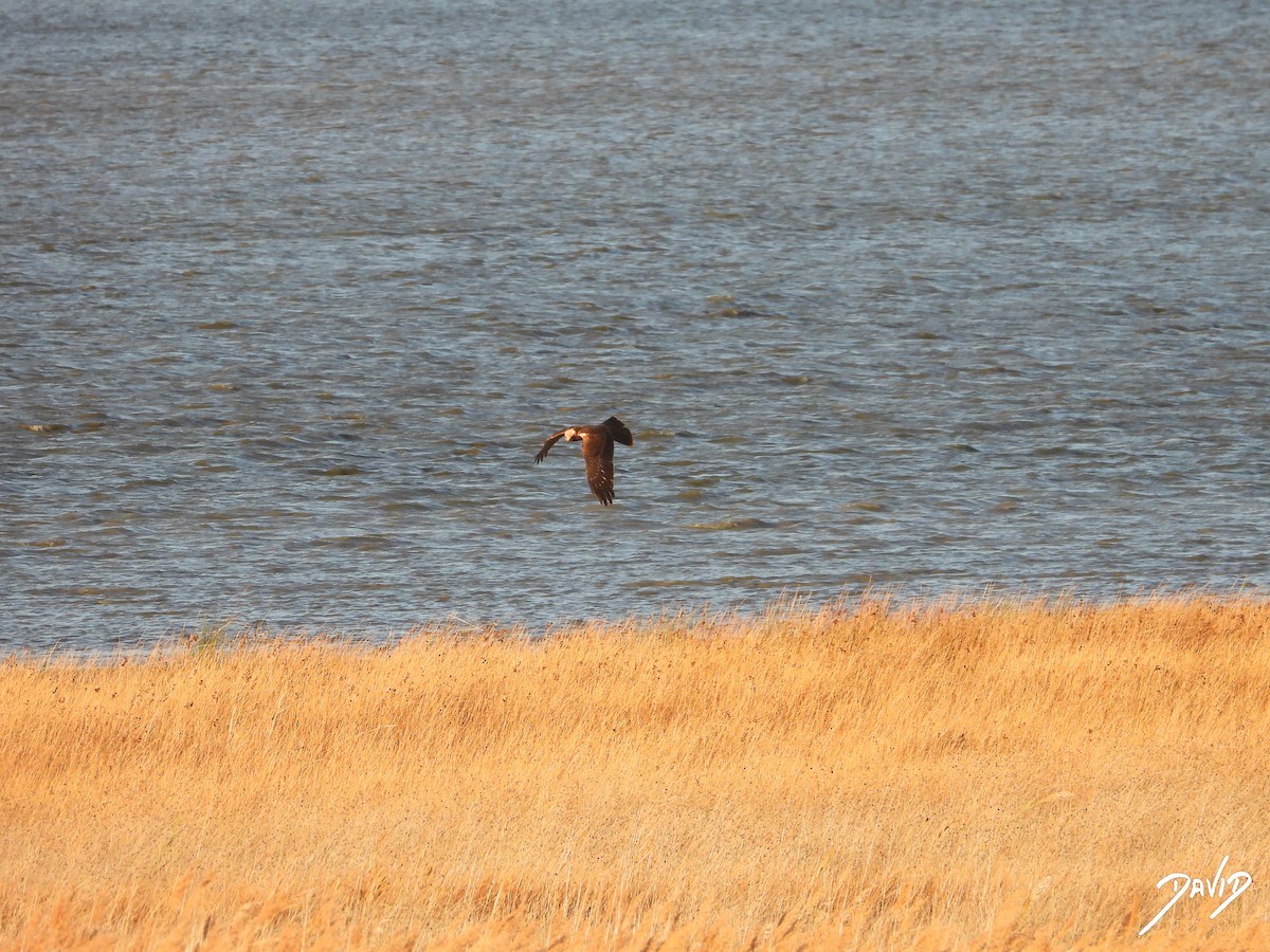 sivhauk - ML644512628