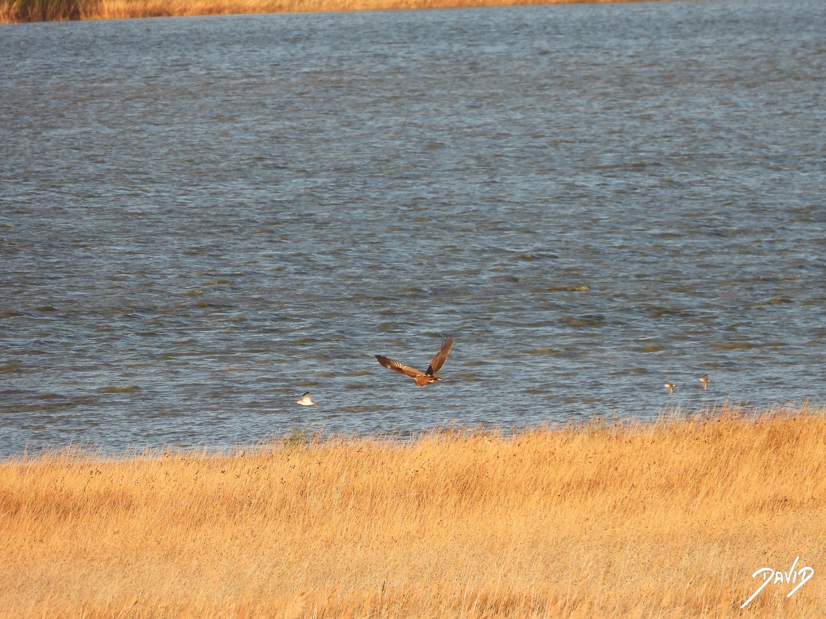 sivhauk - ML644512629