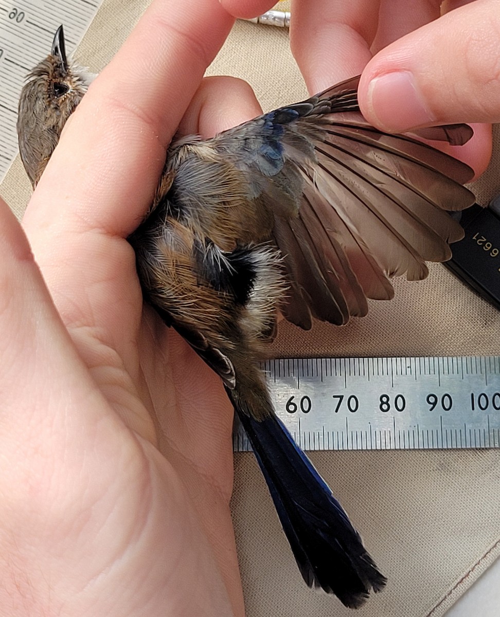 blåalvesmett - ML644512634