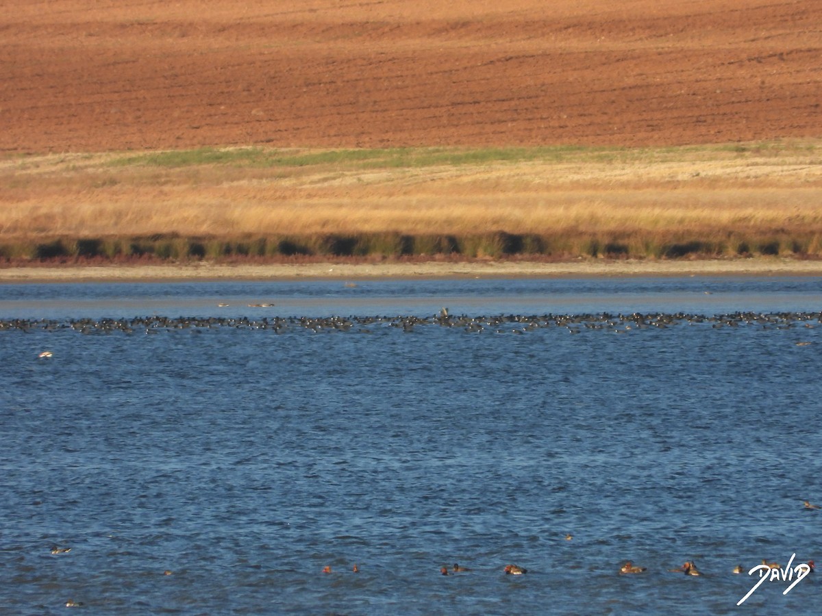 sothøne - ML644512636