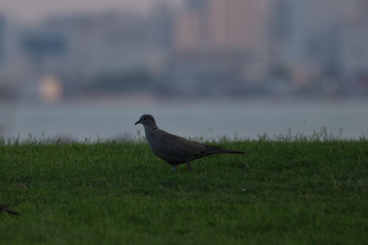 tyrkerdue - ML644512637