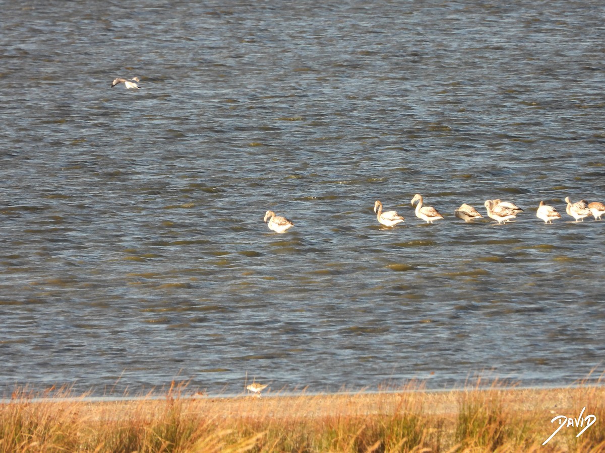 rosenflamingo - ML644512639
