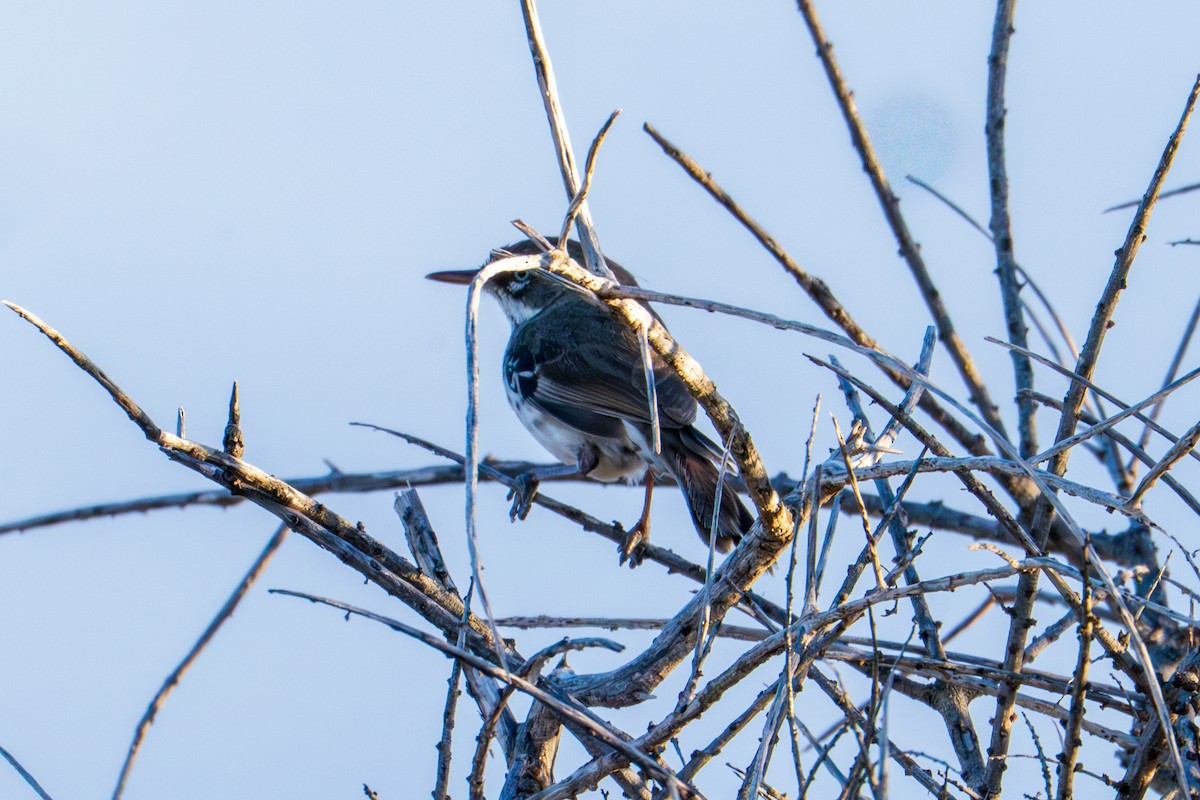 flekkbrystkrattsmett - ML644512641