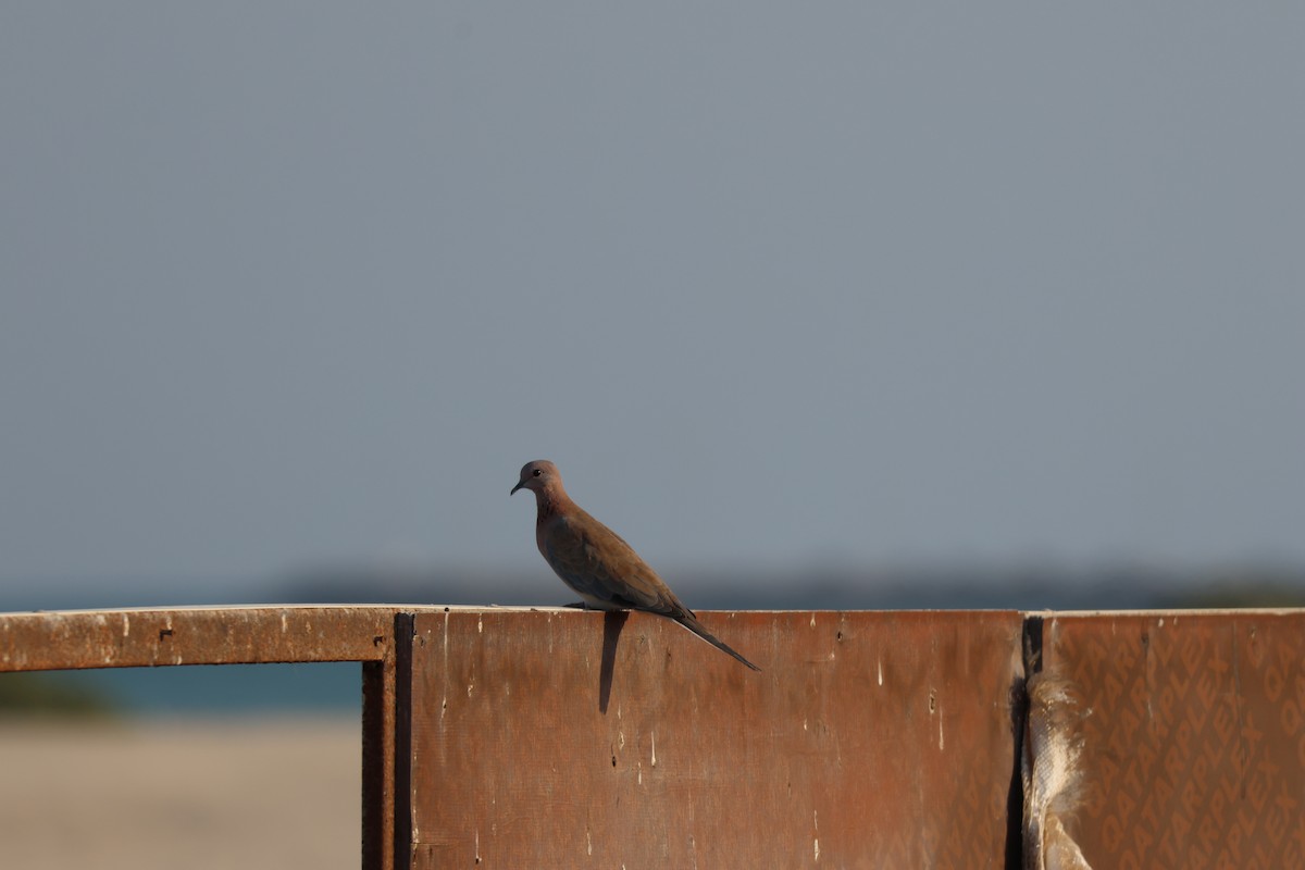 palmedue - ML644512642