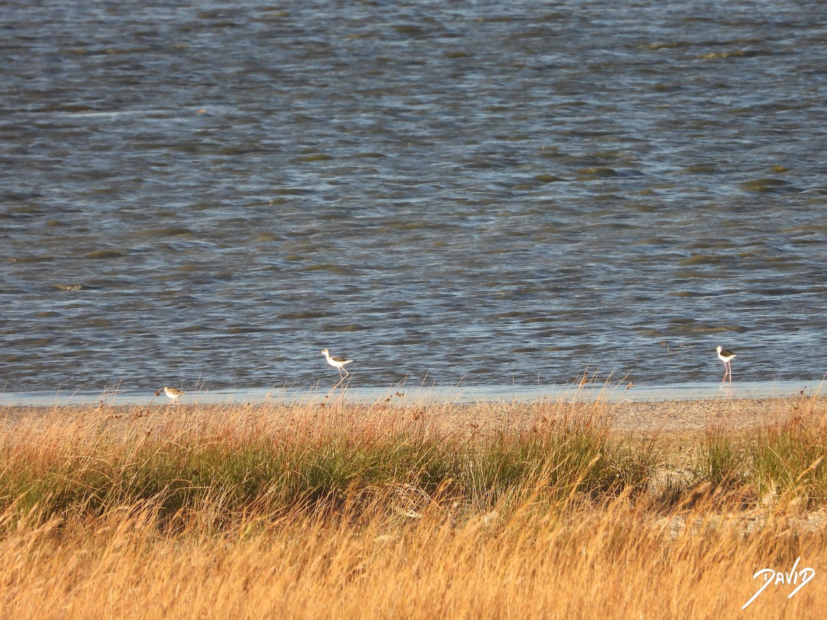 stylteløper - ML644512643