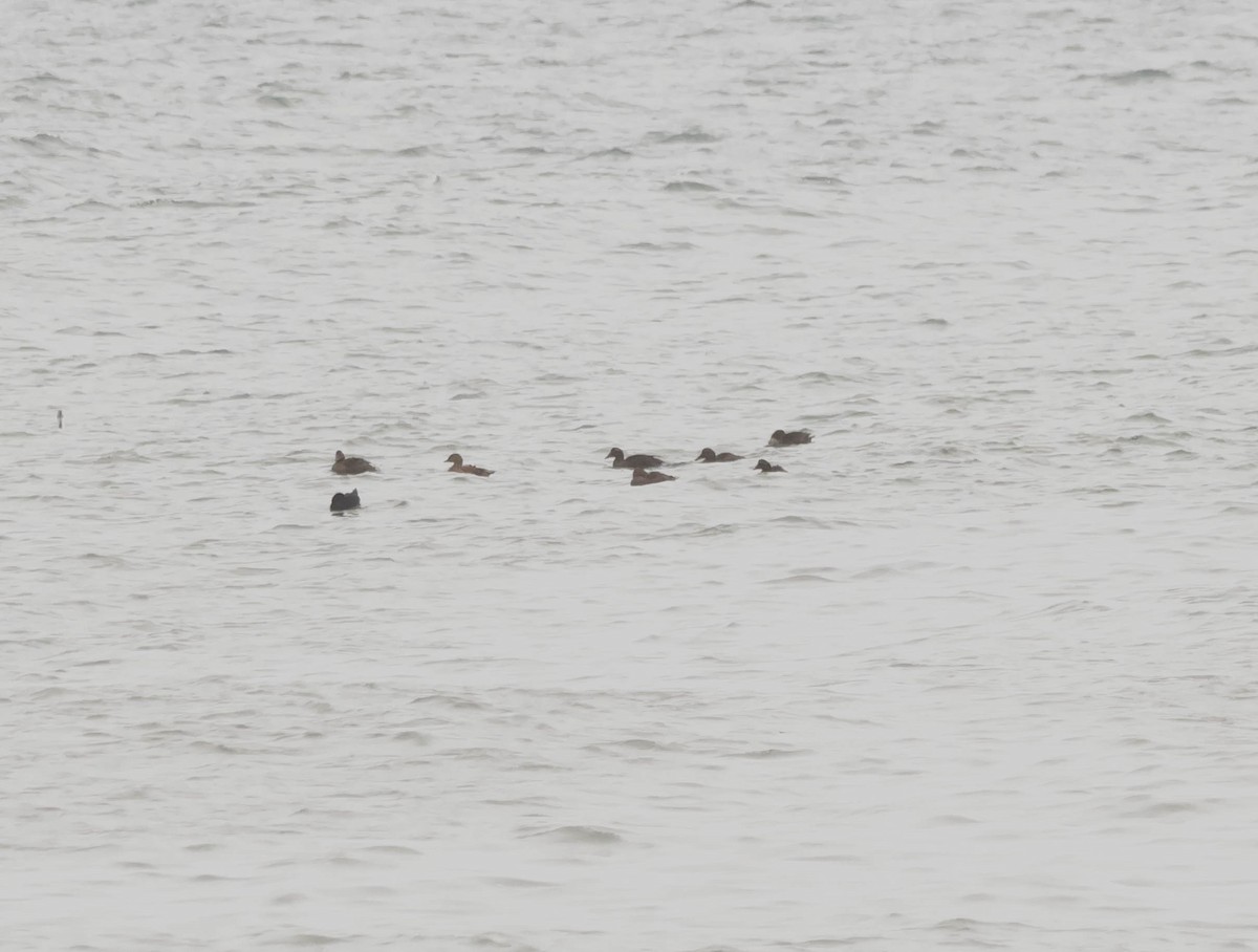 praktærfugl - ML644512644