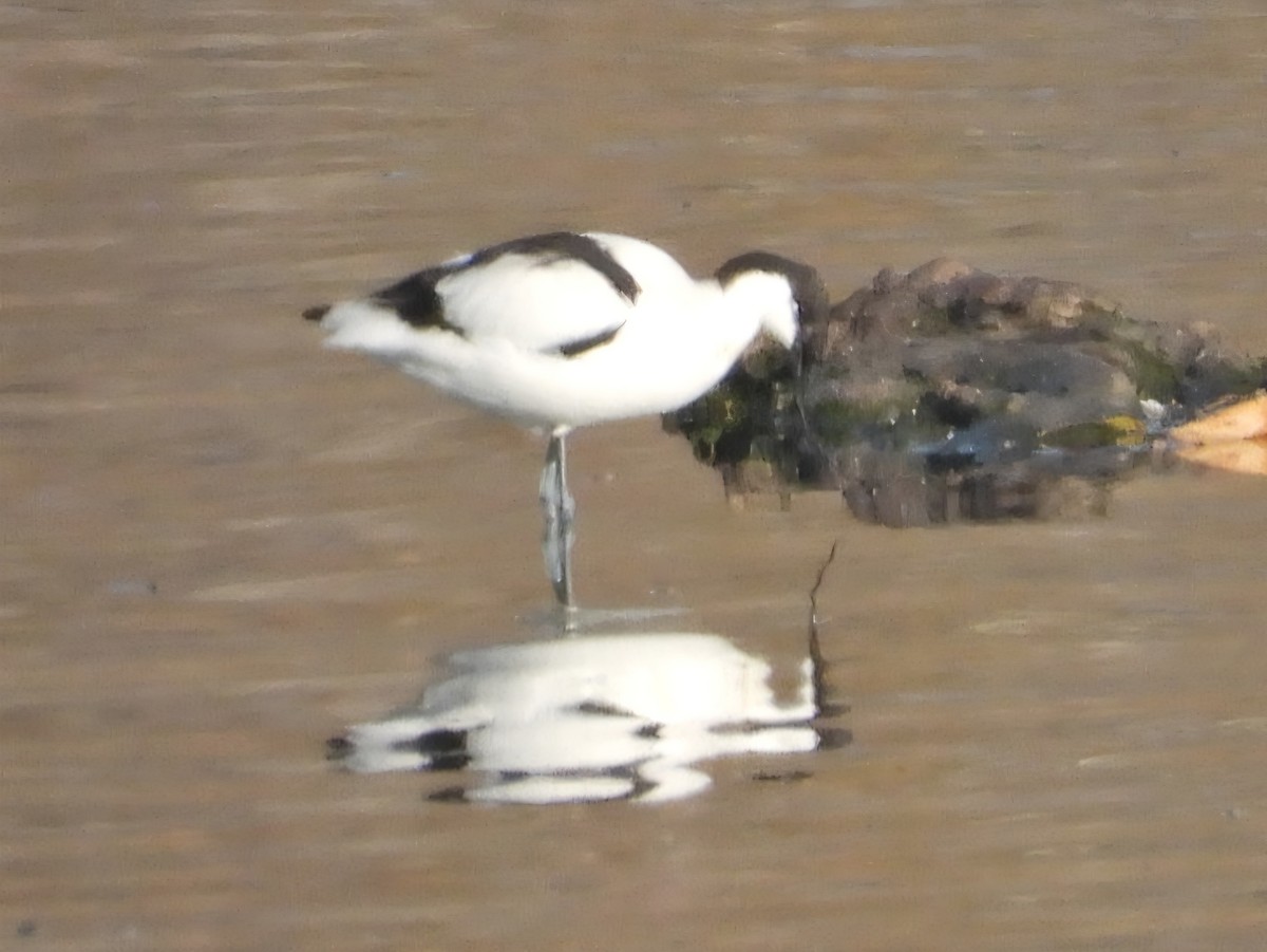 avosett - ML644512645