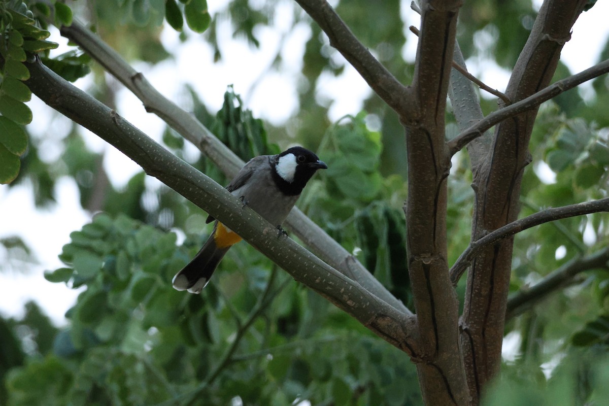 hvitørebylbyl - ML644512646