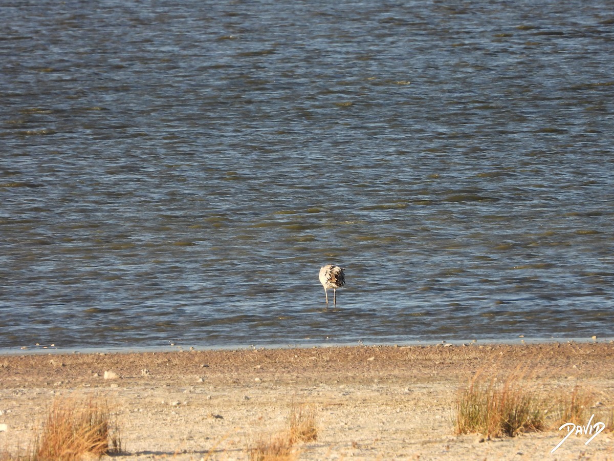 rosenflamingo - ML644512647