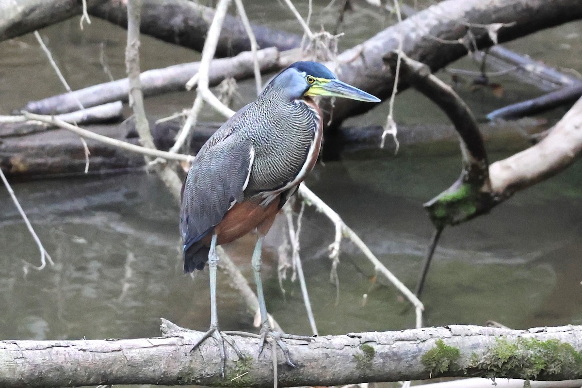 gråkinntigerhegre - ML644512649