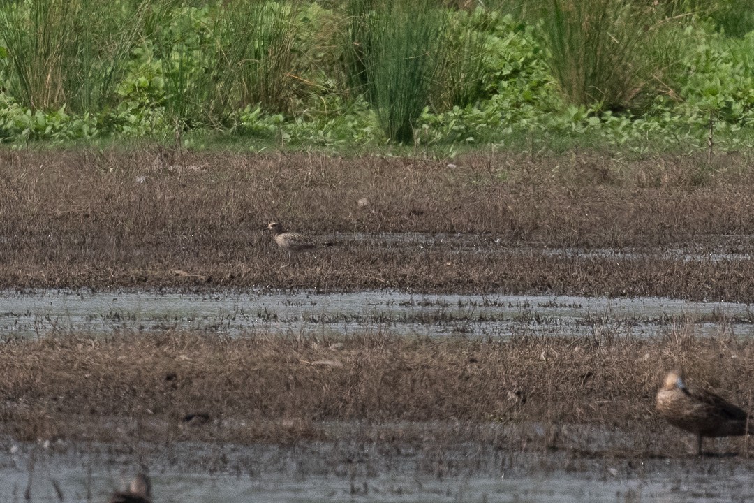 Pluvier fauve - ML644512651